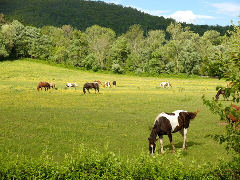 Horse grazing in Summer