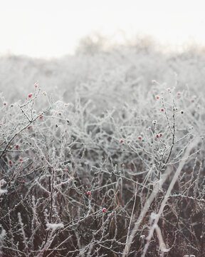 Frosted red rose-hips in winter