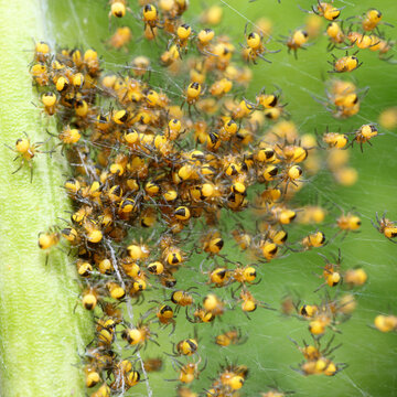 Nest of young spiders on a plant