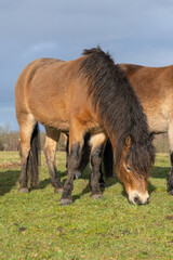 Herd of wild Exmoor ponies, Equus ferus Caballus, graze in a nature reserve