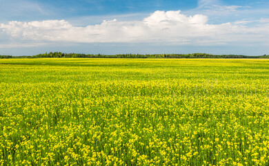 Green field with lots of bright yellow flowers and blue sky with clouds