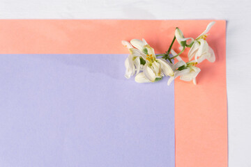 Flat lay with flowers on pink and purple background