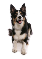 border collie dog