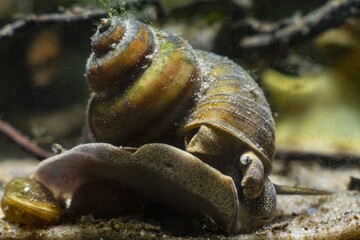 aquatic mollusk viviparous freshwater river snail, plankton feeder and algae eater moves from glass...