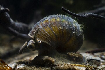funny looking aquatic mollusk, viviparous freshwater river snail, plankton feeder and algae eater moves ahead in sand substrate bottom, temperate biotope aquarium