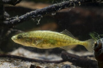 relaxed adult ninespine stickleback, tiny wild speices show natural behaviour relaxing in driftwood on sand bottom of temperate biotope aquarium, vulnerable creature