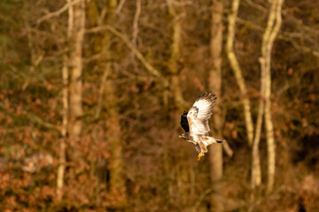 Large bird of prey flies in the air and hunts for food. Majestic