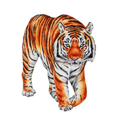 Watercolor illustration of a tiger on a white background. Hand drawn. Closeup. Art print. Template.