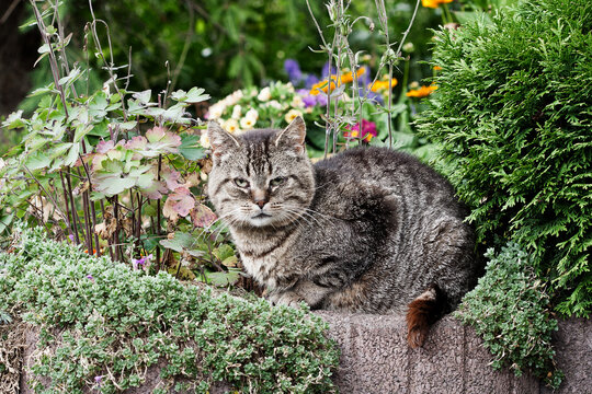 Grumpy cat sitting in a flowerbed