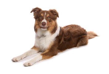 collie dog laying isolated on white