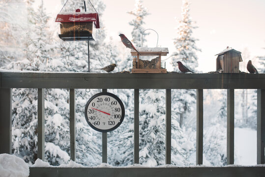 Winter Birds