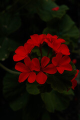 Flores rojas