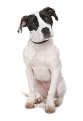 staffordshire bull terrier type puppy