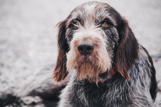 Portrait of a old crossbreed dog.