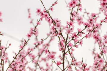 Peach tree blossoms
