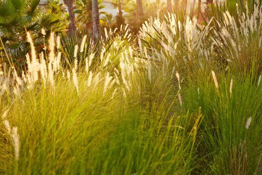 Tall landscaping grass blowing in the wind at sunset
