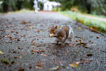 squirrel eating cracker