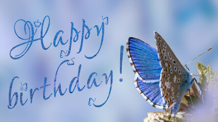 Happy birthday butterfly greeting card. Adonis blue butterfly on a wild meadow plant ready to fly close up macro. 