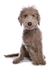 bedlington terrier puppy