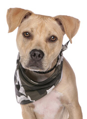 american bull dog dressed in a bandana