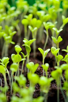 Lettuce seedlings