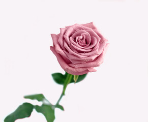 Pink rose isolated on white background