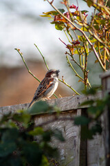 bird in the garden