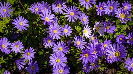 Fototapeta premium flower background wall urban jungle wall