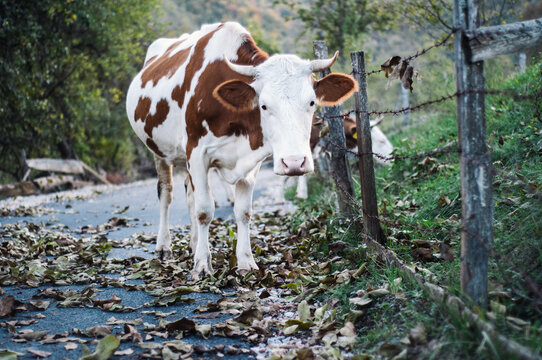 Brown and white dairy cow looking at camera.
