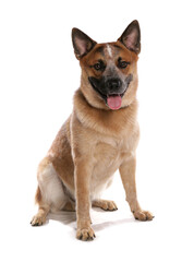 Fototapeta premium australian cattle dog