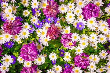 Colorful background from garden of flowers
