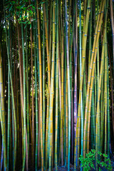 Green bamboo fence texture background