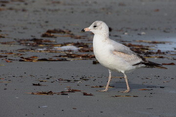 Seagull walking on the sandy beach with debris and sea foam