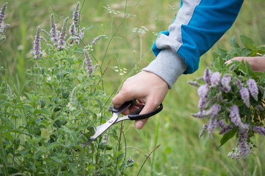 Cutting wild mint