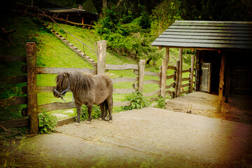 Pony in enclosure on animal farm.High quality photo.