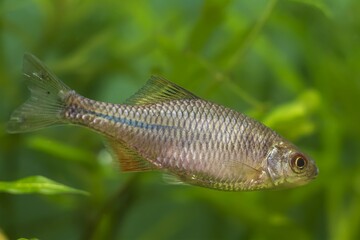 European bitterling, young specimen of wide-spread dwarf Cyprinidae species in spawning colors,...