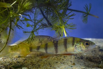European perch, wild caught juvenile freshwater predator fish hiding in dense vegetation of...