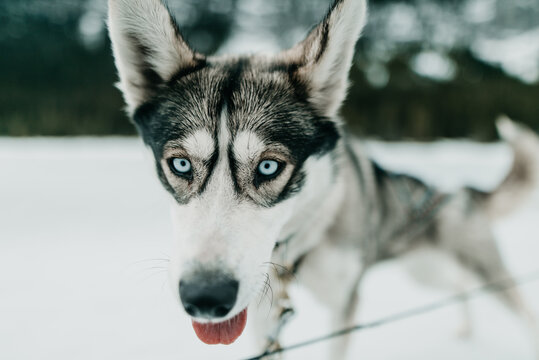 Close up of blue eyed dog looking at camera