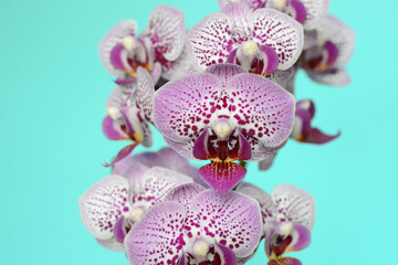 The beautiful flowers of an orchid