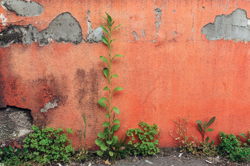 Decayed peach color wall