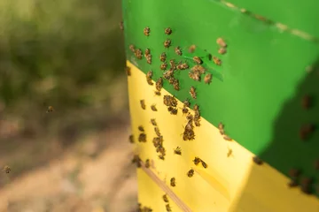 Fotobehang bees on a beehive © Tom