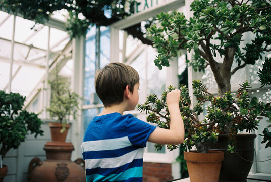 little boy looking at plant in greenhouse