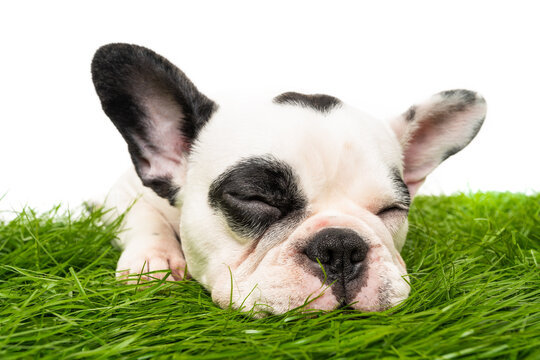 French Bulldog Dog Sleeping  Isolated On White Background