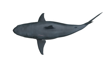 Fototapeta premium Great White Shark top view. 3D render isolated on white.