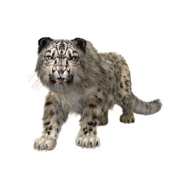 Snow Leopard snarling aggressively. 3D illustration isolated on white.