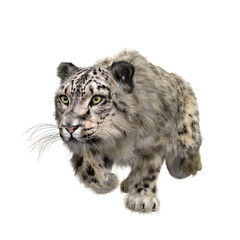 Snow Leopard stalking prey. 3D illustration isolated on white.