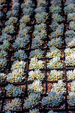 Close up of succulent plants