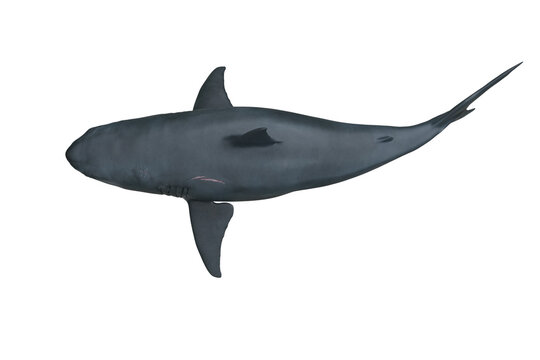 Great White Shark top view. 3D render isolated on white.