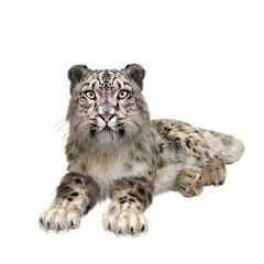 Snow Leopard lying down. 3D illustration isolated on white.