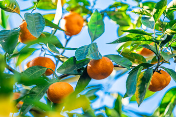 Oranges branch with green leaves on tree